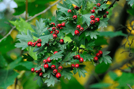 Hawthorn leaf extract